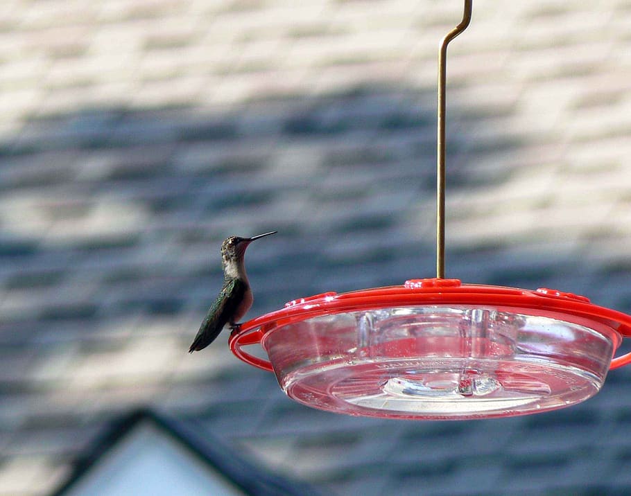 feeder, perched, hummingbird, hummingbirds, birds, animals, fauna, vertebrate, bird, focus on foreground