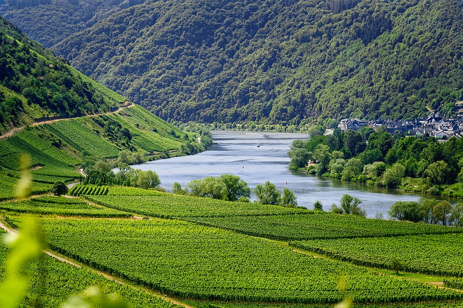 Mosela, río, viñedos, vino, viñas, el valle del Mosela, Alemania, agua, vista, paisaje del río