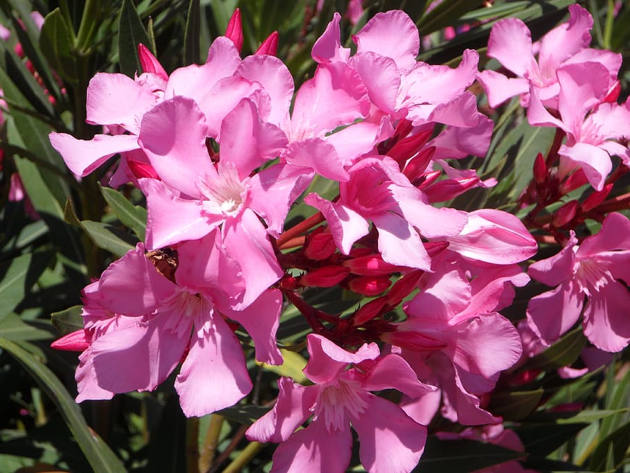 oleander, pink, bush, flowers, flora, garden, bloom, plant, mediterranean, flowering plant