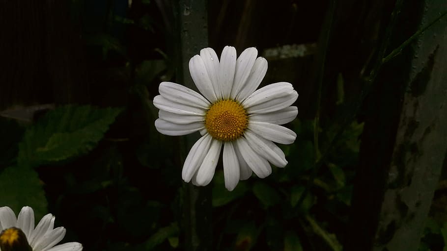 daisy, white, yellow, vitgul, flower, summer, midsummer, summer flower, plants, nature