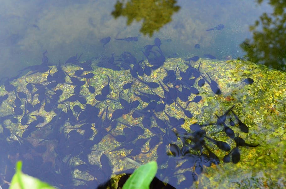 tadpoles, pond, water, froschbabies, nature, plant, high angle view, day, animals in the wild, lake