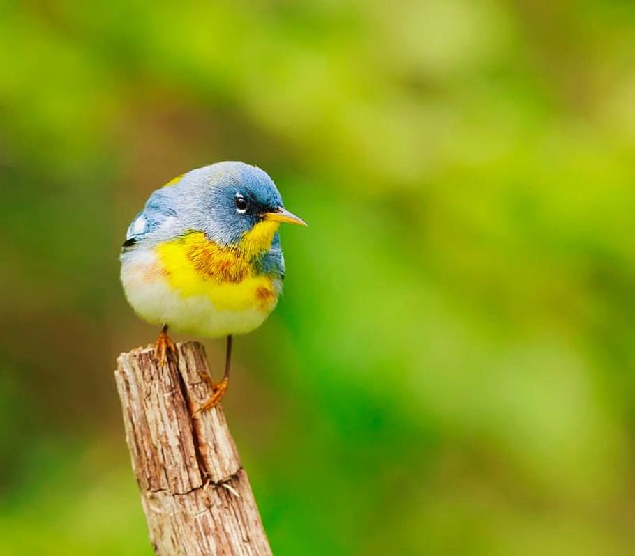 selective, photography, brown, beaked, yellow, blue, bird, warbler, new world, perched