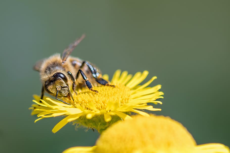 abeja, insecto, forraje, macro, amarillo, Flor, planta floreciendo, animal, invertebrado, fauna animal