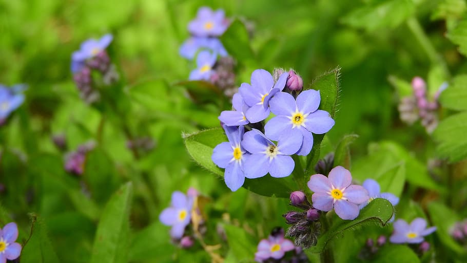 nomeolvides bosque, nomeolvides, bosque, Myosotis Sylvatica, vernal, flores azules, flores púrpuras, aspecto primaveral, flores pequeñas, flores comunes