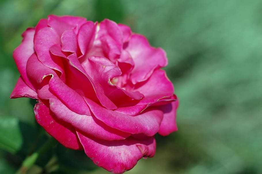 rose, pink, single, garden, green, flower, plant, floral, flowering plant, beauty in nature