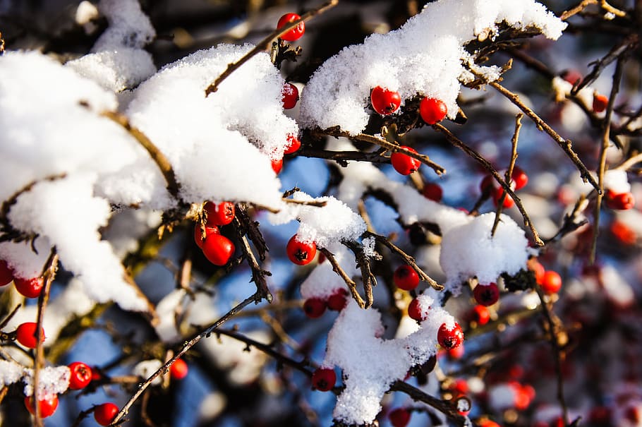 눈, 딸기, 부시, 겨울, 자연, 빨간, 베리 레드, 냉랭한, 화이트, 감기