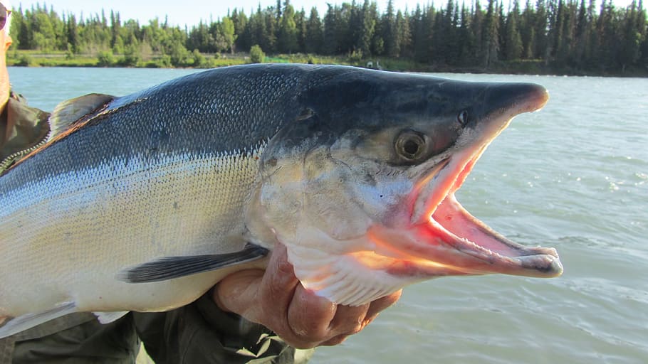 salmon, kenai, fishing, fish, alaska, river, wildlife, alaskan, catch, water