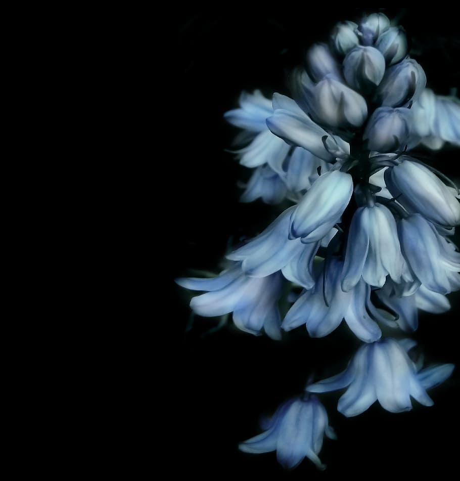 illustration, white, flower, bells flower, flowers, blue, black, nature, spring, blue purple flower