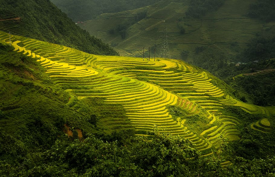 sa pa, paddy field, season, mountain, agriculture, rural scene, landscape, growth, land, crop