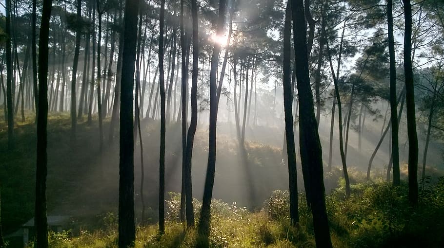 自然 木 霧 葉 植物 森 静けさ 土地 静かな情景 自然の美しさ Pxfuel