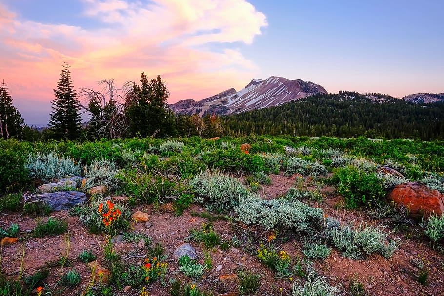 flower field, daytime, yosemite, national park, california, landscape, flowers, plants, mountains, sunset