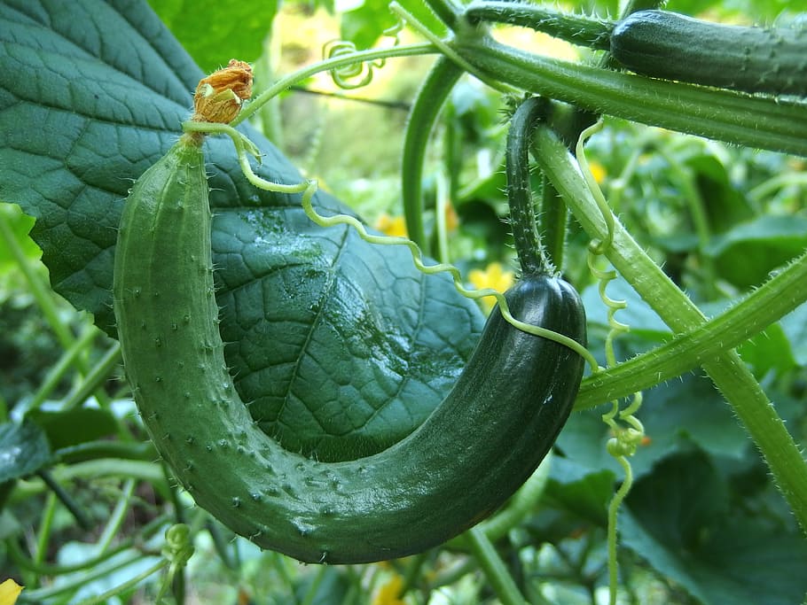 green vegetable, cucumber, the bend, crane, defective, growth, green color, plant, close-up, freshness