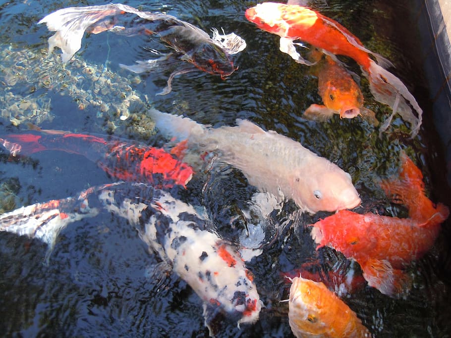 peces koi de colores variados, agua, peces, enjambre de peces, nishikigoi, koi, cultivar, carpa, cyprinus carpio, grupo de animales