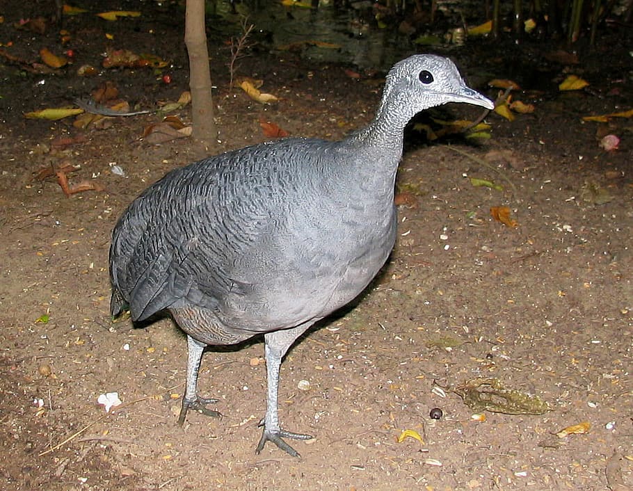 grey, tinamou, -, Grey Tinamou, Tinamus tao, Bird, public domain, animal, nature, wildlife