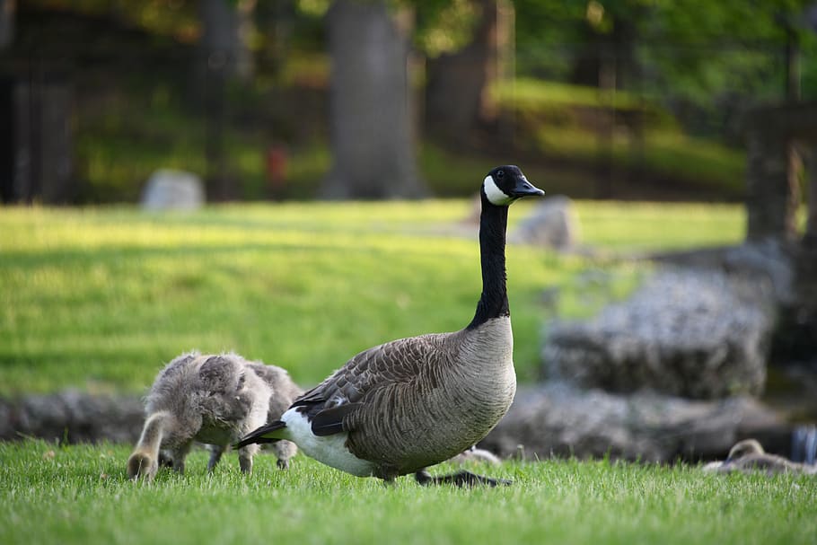geese, gosling, gaggle, baby, fuzzy, cute, park, water, waterfall, bird