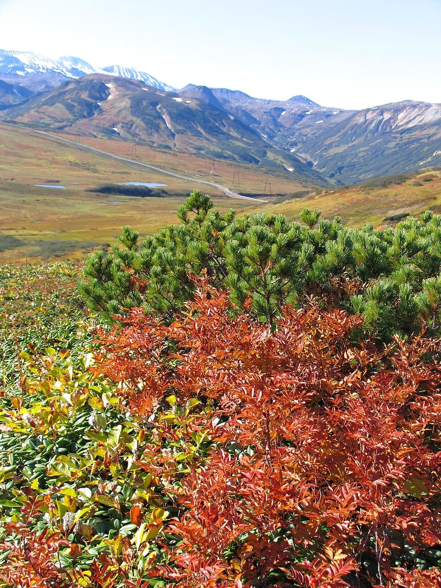 autumn, mountains, mountain plateau, fall colors, rowan, cedar, nature, landscape, foliage, autumn foliage