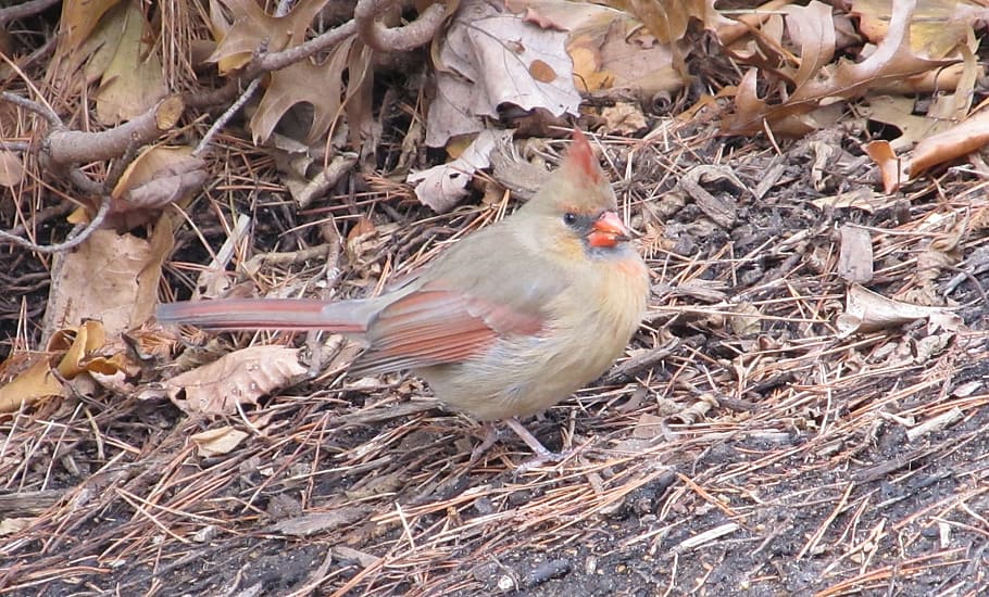 Cardinal, Incline, Hilly, Ground, foraging, food, female, redbird, wildlife, bird