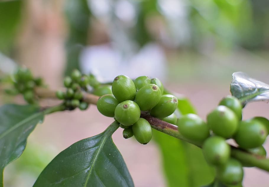coffee, colombia, nature, green color, leaf, growth, plant part, freshness, plant, fruit
