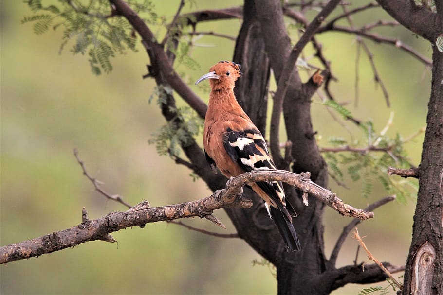 african hoopoe, bird, watching, spotting, pilanesberg, south, africa, feathers, salmon, colour