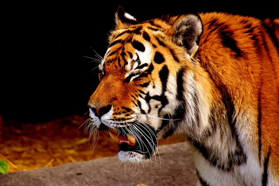 closeup, brown, tiger, predator, fur, beautiful, dangerous, cat, wildlife photography, animal world