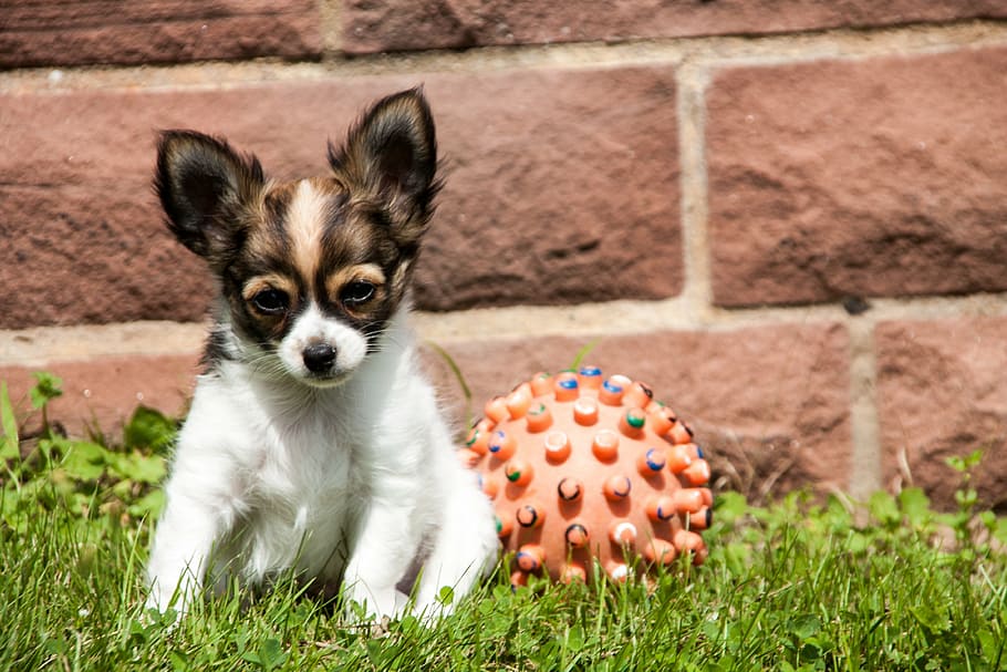 chihuahua, puppy, animals, dogs, ball, young, one animal, mammal, animal themes, animal