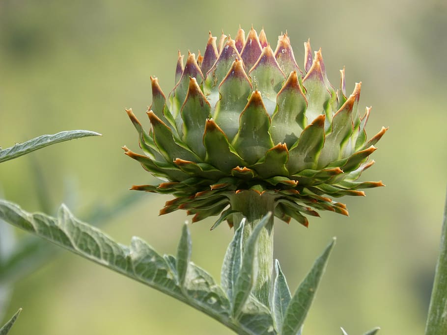 artichoke, plant architecture, plant geometry, growth, plant, green color, succulent plant, beauty in nature, focus on foreground, close-up