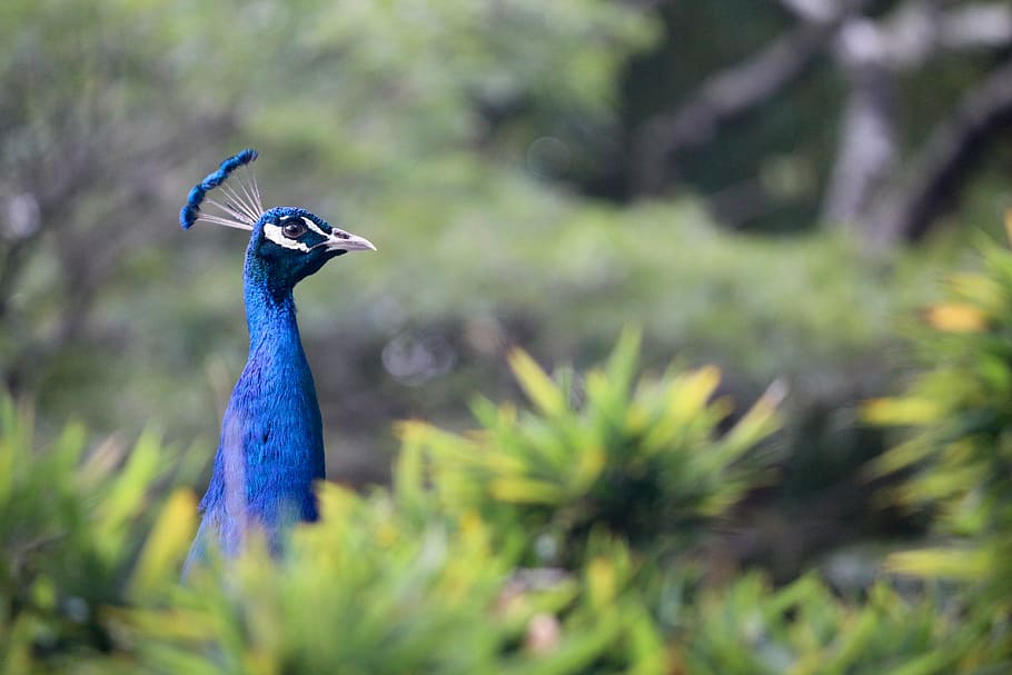 peafowl, animal, bird, peacock, plumage, feather, blue, green, tail, fauna