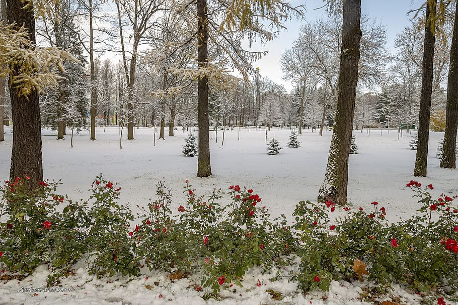 the first snow, snow, beauty, sun, october, russia, st petersburg, peter, spb, roses