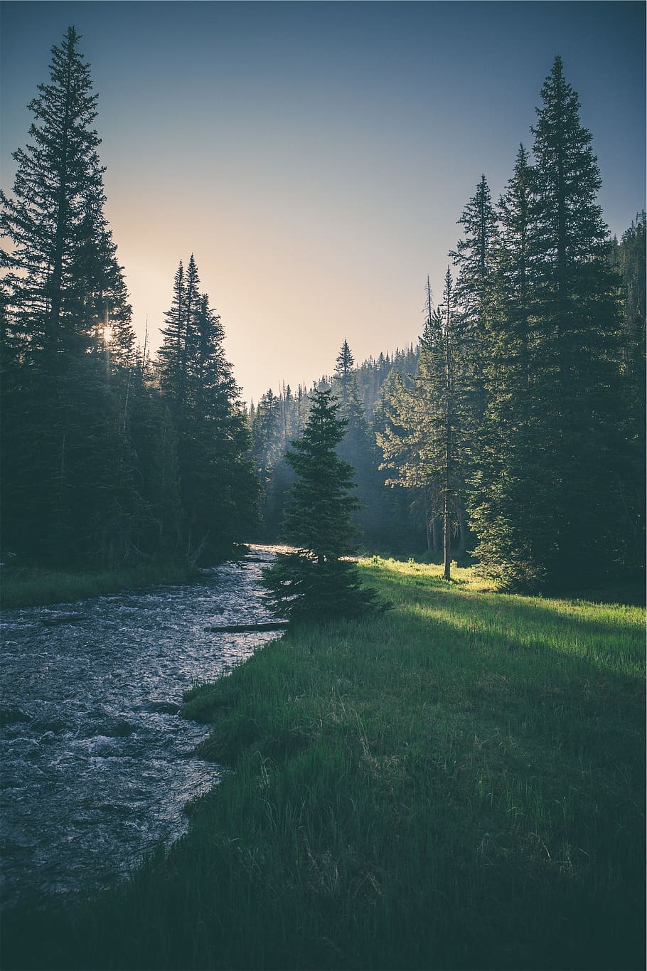 river, stream, water, grass, trees, forest, nature, sunset, plant, tree