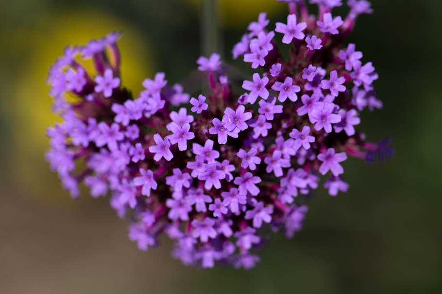 ungu, bunga-bunga, alam, di luar rumah, segar, kelopak, berkembang, mekar, botani, cantik