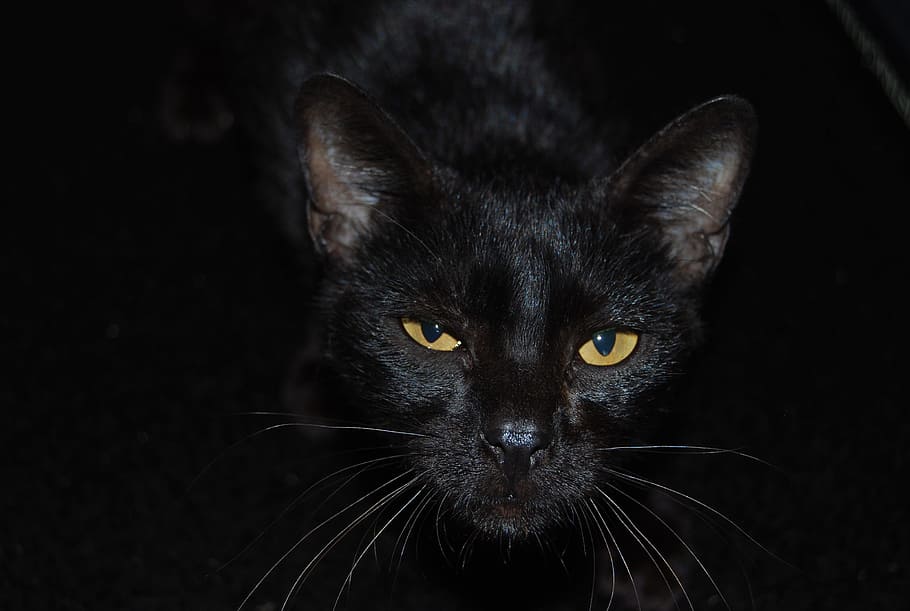 foto close-up, hitam, Kucing Hitam, Hewan Piaraan, Kucing, Lihat, seekor hewan, kucing domestik, melihat ke kamera, warna hitam