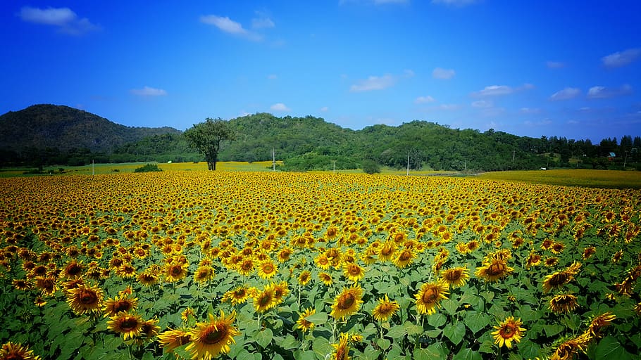 sunflower field, yellow, blue sky, bright, plant, landscape, beauty in nature, flower, flowering plant, growth