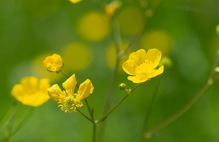 buttercup, kuning, racun, bunga, bunga kuning, mekar, runcing, bunga padang rumput kuning, musim panas, musim semi