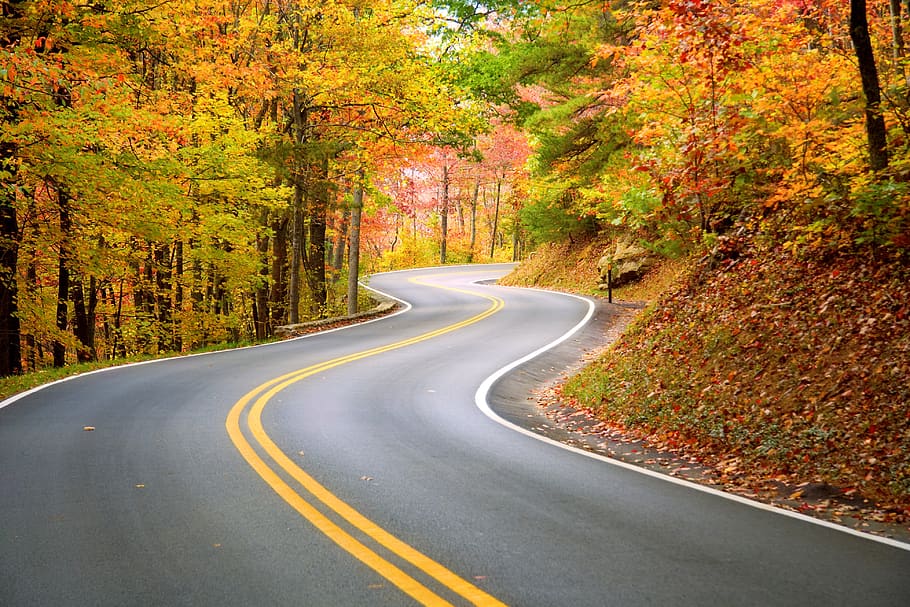 camino sinuoso, viento, otoño, montañas apalaches, camino forestal, foto del camino, carretera, árbol, cambio, planta