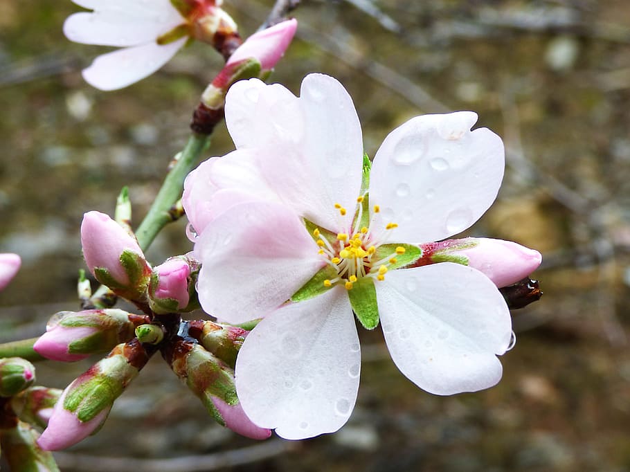 Flor, almendro, flor de almendro, gotas, febrero, pétalo, fragilidad,  frescura, cabeza de flor, crecimiento | Pxfuel