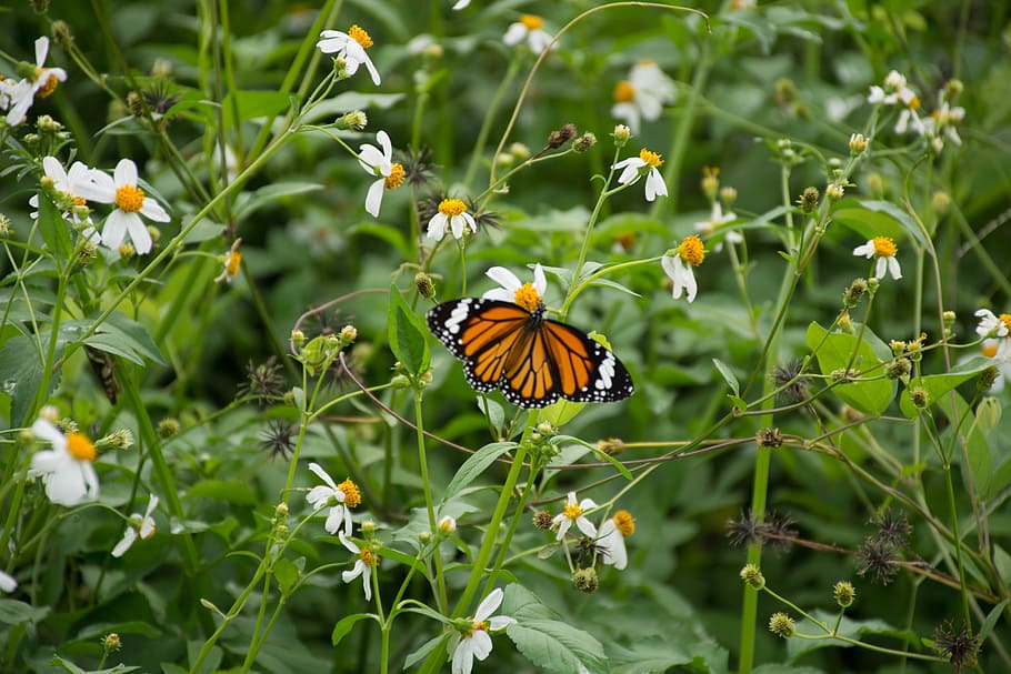 나비, 꽃, 보케, 날개, 그것은 sagkrni를 떠난다, 삶, 곤충, 흰 나비, 녹색, 부시