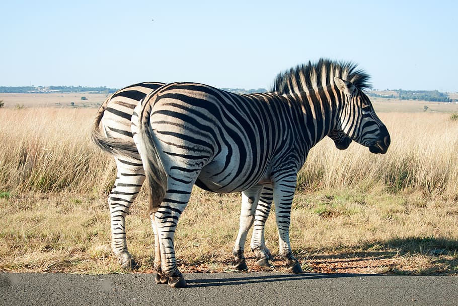 zebra, animal, mammal, wildlife, game, black, white, striped, banded, road