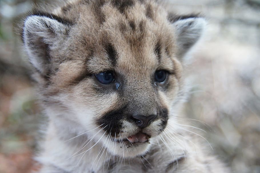 closeup, cheetah cub, Cheetah, cub, mountain lion, kitten, portrait, cat, feline, cute