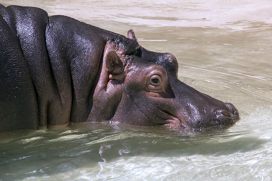 hippopotamus, animal, hippo, wild, nature, zoo, wildlife, fauna, african, water