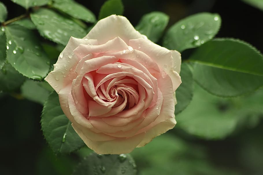 rose, tea, tender, in the dew, drops, rain, garden, leaves, foliage, bush