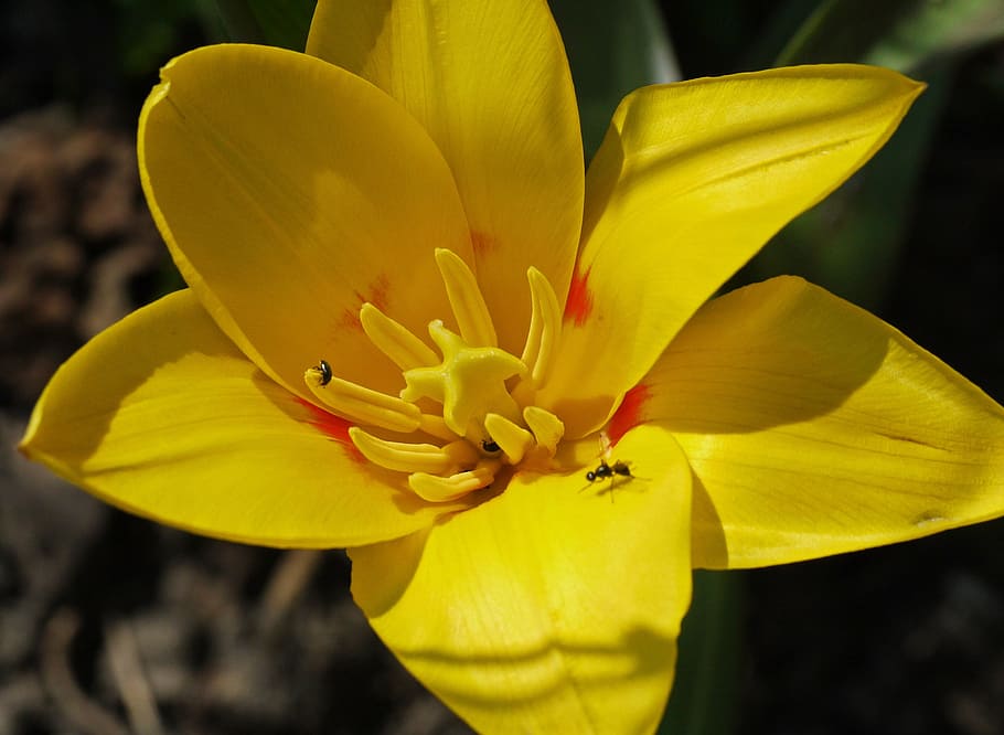 dwarf tulip, blossom, bloom, blossomed, march, the midday sun, visit, beetle, mini beetle, ant
