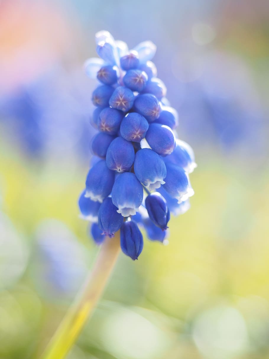 superficial, fotografía de enfoque, púrpura, flores, muscari, jacinto de uva común, flor, florecer, azul, planta ornamental