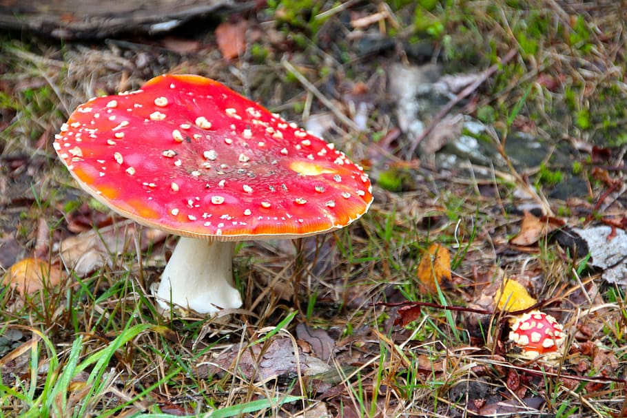 Fly Agaric, Forest, Mushrooms, autumn, nature, forest floor, mushroom, noble rot, fungus, growth
