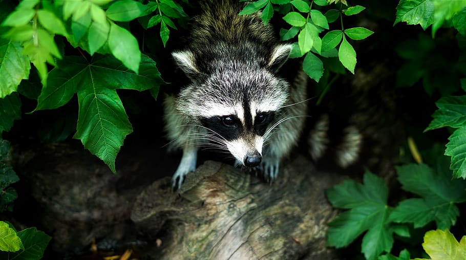 animal photograph, raccoon, animal, wildlife, forest, woods, nature, outdoors, leaves, summer