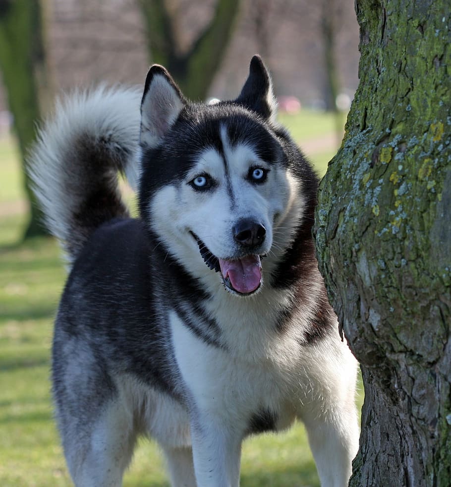 cão husky siberiano, cão, husky, olhos azuis, bela, canino, animal de estimação, animal, raça, foto