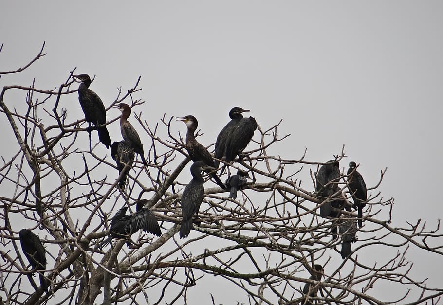 cormorant, little, bird, fauna, iim, kolkata, india, vertebrate, animal wildlife, animals in the wild - Pxfuel