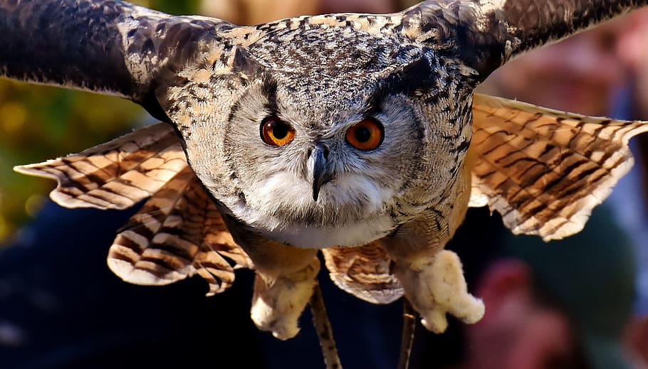 brown owl flying, owl, bird, feather, cute, plumage, birds, animal, animal world, bill
