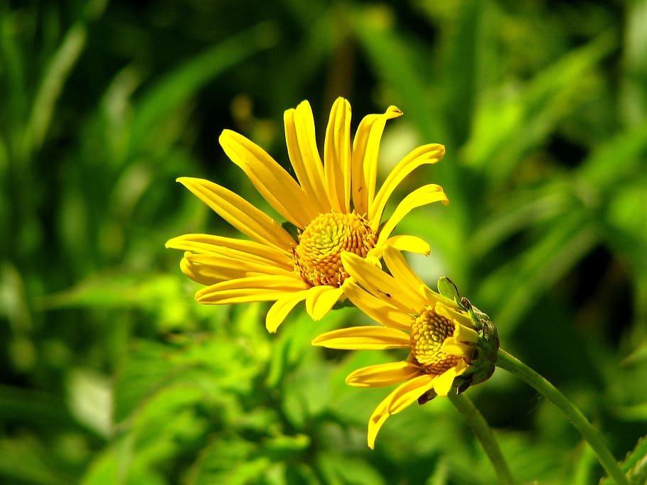 Flower, Aster, Yellow, Bloom, Petals, blossom, colorful, bright, blooming, plant