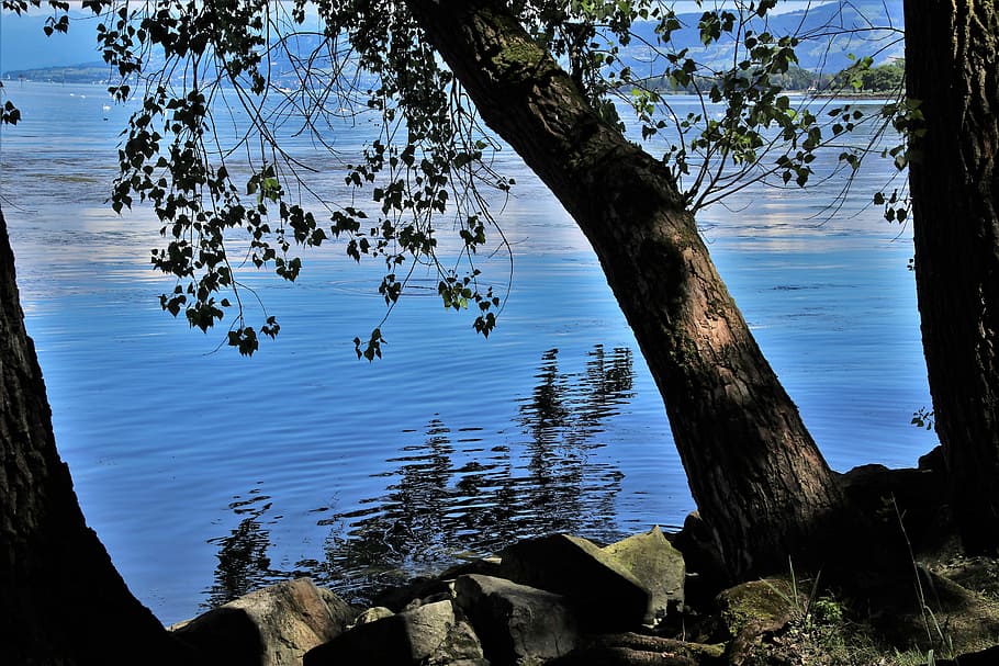 beach, lake, tree, the stones, rocks, nature, bodensee, summer, blue, scenery