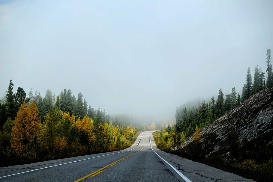ver, camino, medio, bosque, naturaleza, paisaje, árboles, otoño, niebla, la carretera